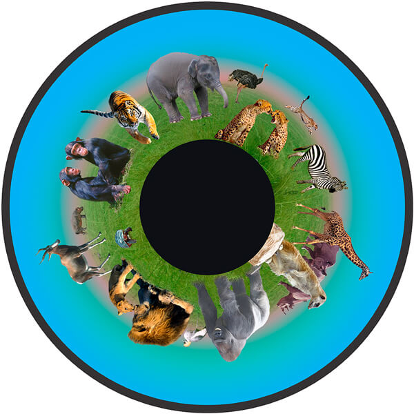 Opti 6" Effects Wheel Animals